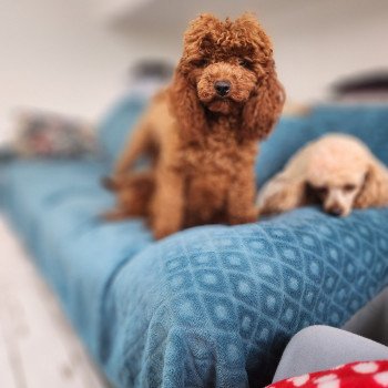 Voice Ancoride Femelle Caniche