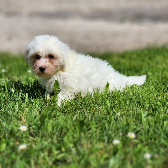 A Mâle Coton de tulear