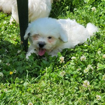 A Mâle Coton de tulear
