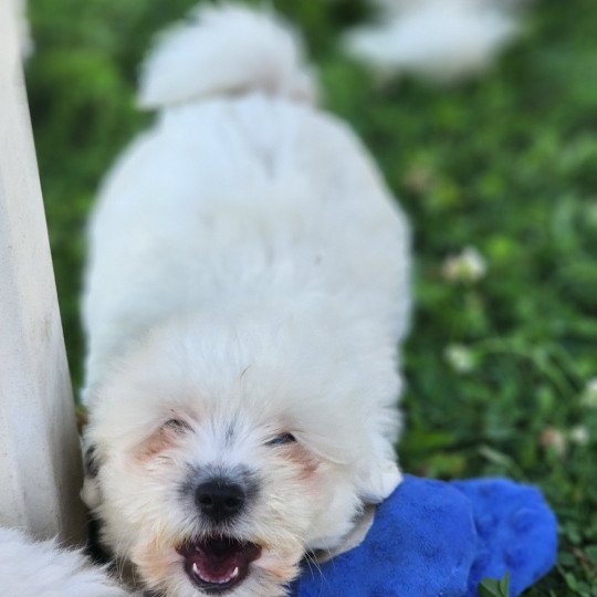 chiot Coton de tulear A Élevage du Royaume des P'tits Loups  