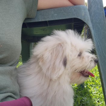 A Mâle Coton de tulear