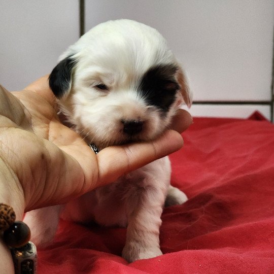 A Femelle Coton de tulear
