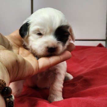 A Femelle Coton de tulear