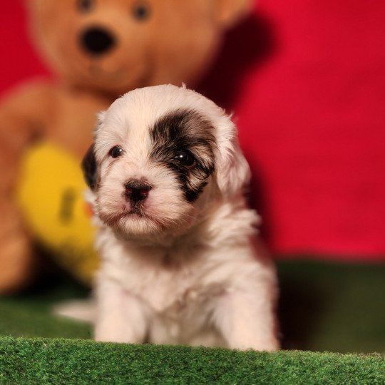 chiot Coton de tulear A Élevage du Royaume des P'tits Loups  