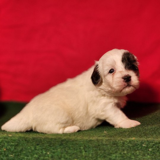 chiot Coton de tulear A Élevage du Royaume des P'tits Loups  