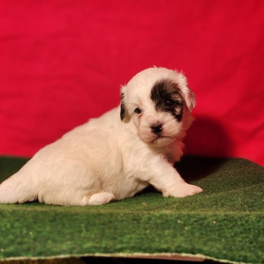 chiot Coton de tulear A Élevage du Royaume des P'tits Loups  
