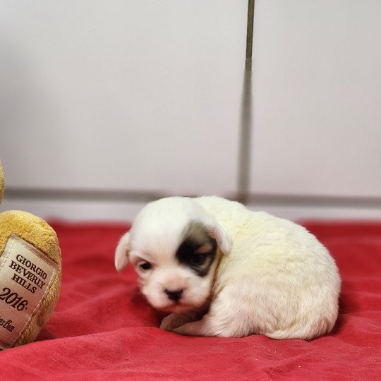 chiot Coton de tulear A Élevage du Royaume des P'tits Loups  