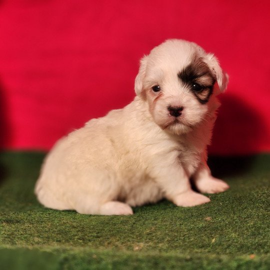 chiot Coton de tulear A Élevage du Royaume des P'tits Loups  