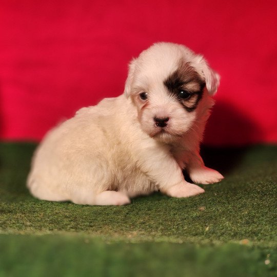 chiot Coton de tulear A Élevage du Royaume des P'tits Loups  