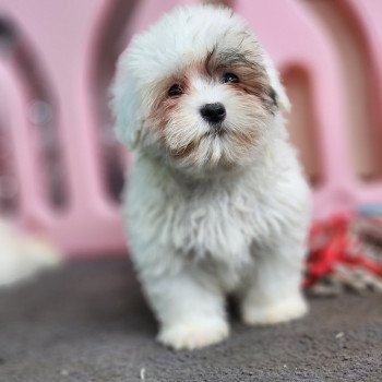 A Femelle Coton de tulear