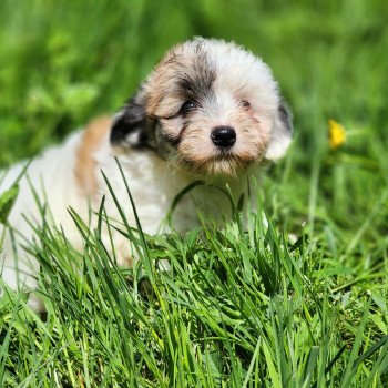 A Femelle Coton de tulear
