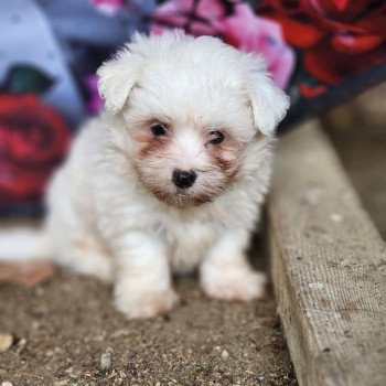 A Femelle Coton de tulear