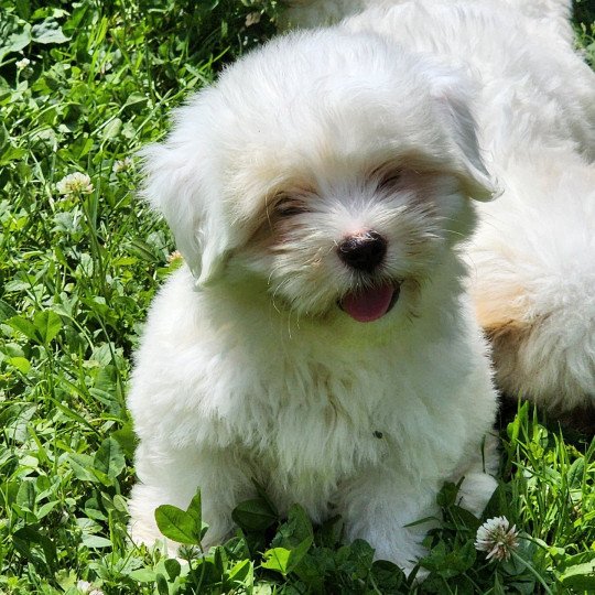 A Mâle Coton de tulear