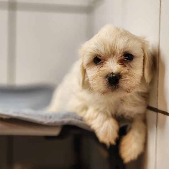 chiot Coton de tulear A Élevage du Royaume des P'tits Loups  