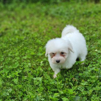 A Femelle Coton de tulear