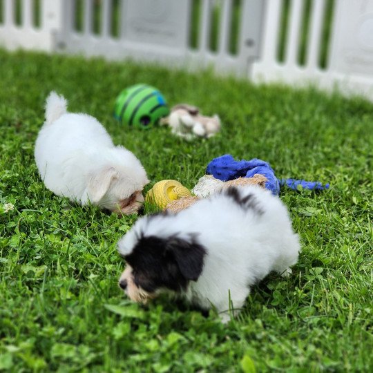 chiot Coton de tulear A Élevage du Royaume des P'tits Loups  