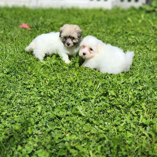 chiot Coton de tulear A Élevage du Royaume des P'tits Loups  