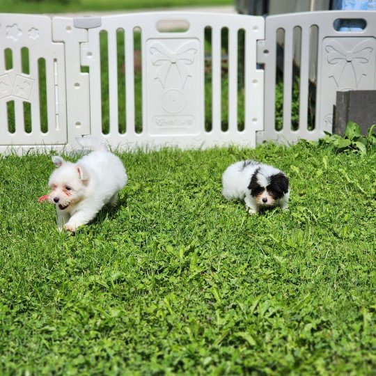 chiot Coton de tulear A Élevage du Royaume des P'tits Loups  