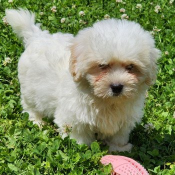 A Mâle Coton de tulear