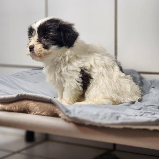 A Femelle Coton de tulear