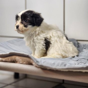 A Femelle Coton de tulear