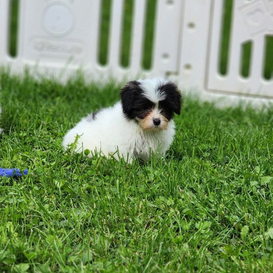 chiot Coton de tulear A Élevage du Royaume des P'tits Loups  
