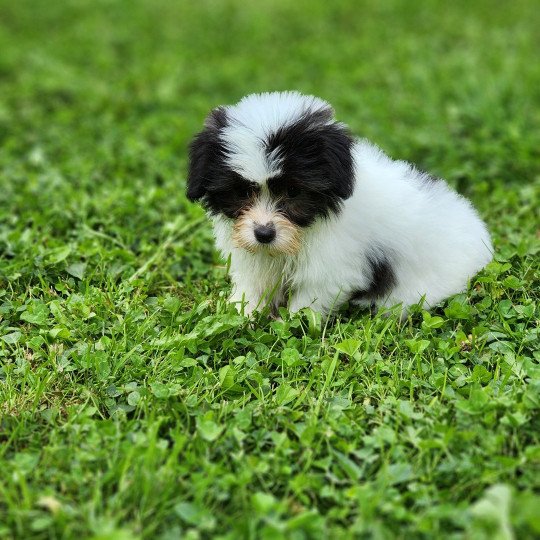 chiot Coton de tulear A Élevage du Royaume des P'tits Loups  