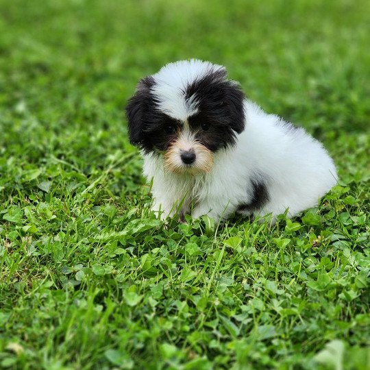chiot Coton de tulear A Élevage du Royaume des P'tits Loups  