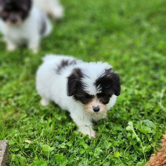 chiot Coton de tulear A Élevage du Royaume des P'tits Loups  