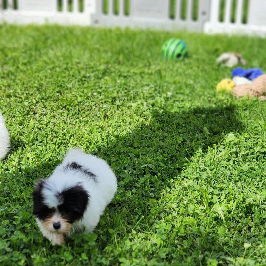 chiot Coton de tulear A Élevage du Royaume des P'tits Loups  