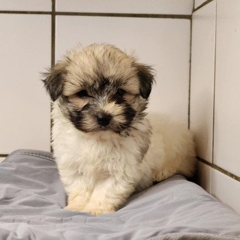 A Femelle Coton de tulear