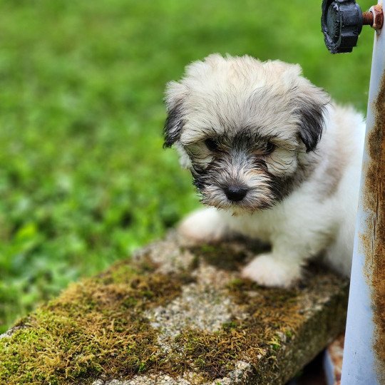 chiot Coton de tulear A Élevage du Royaume des P'tits Loups  