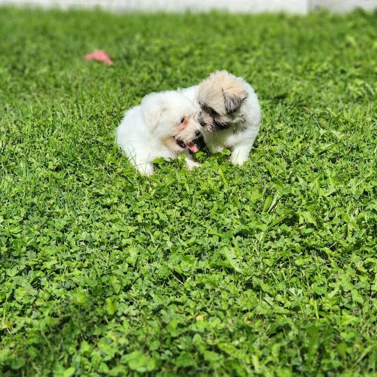 chiot Coton de tulear A Élevage du Royaume des P'tits Loups  