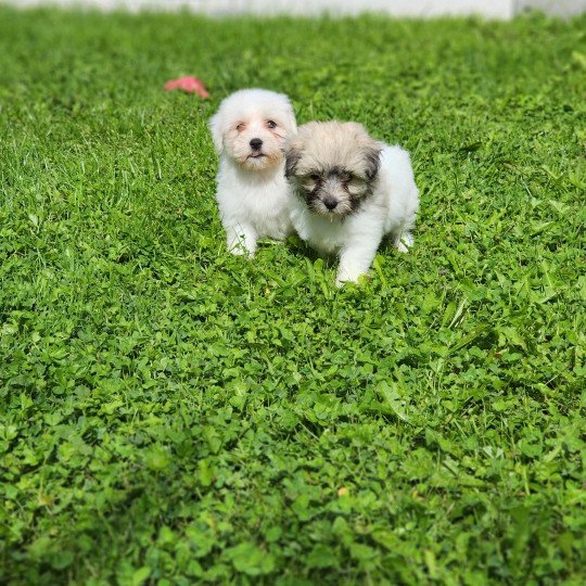 chiot Coton de tulear A Élevage du Royaume des P'tits Loups  