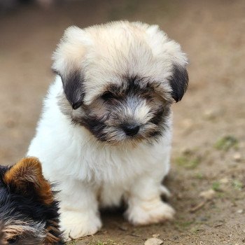 A Femelle Coton de tulear