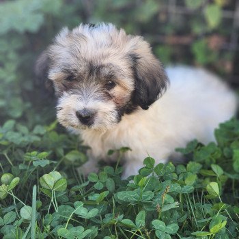 A Mâle Coton de tulear