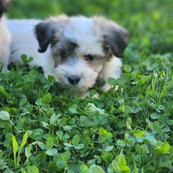 A Mâle Coton de tulear