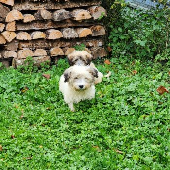 A Mâle Coton de tulear