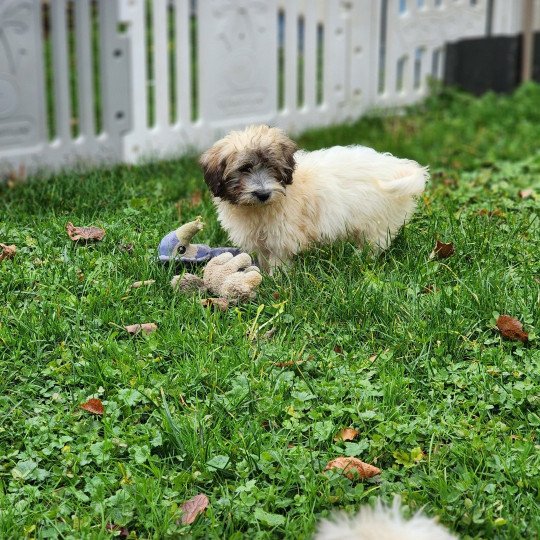 A Mâle Coton de tulear