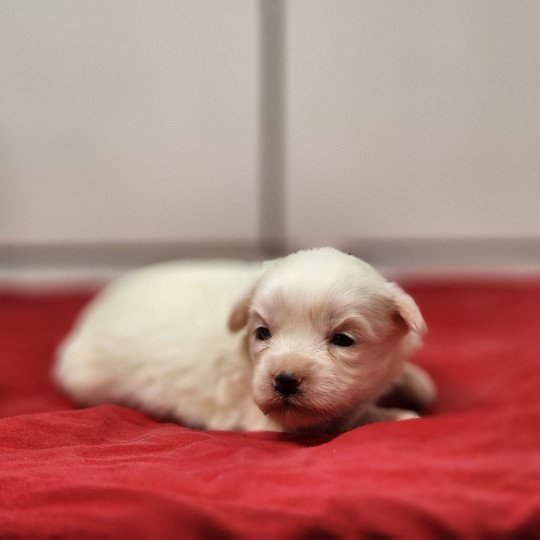 A Femelle Coton de tulear