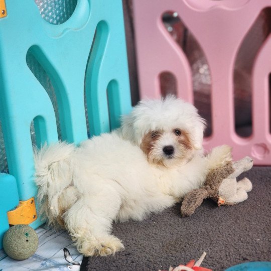 chiot Coton de tulear A Élevage du Royaume des P'tits Loups  