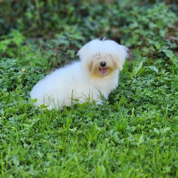 A Femelle Coton de tulear