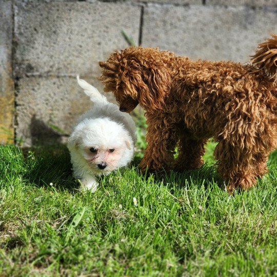 chiot Coton de tulear blc A du royaume des p'tits loups Élevage du Royaume des P'tits Loups  