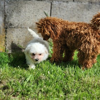 Apple du royaume des p'tits loups Femelle Coton de tulear