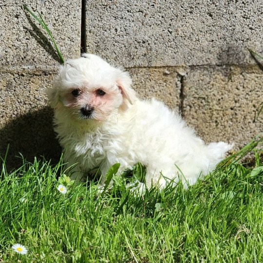 chiot Coton de tulear blc Apple du royaume des p'tits loups Élevage du Royaume des P'tits Loups  