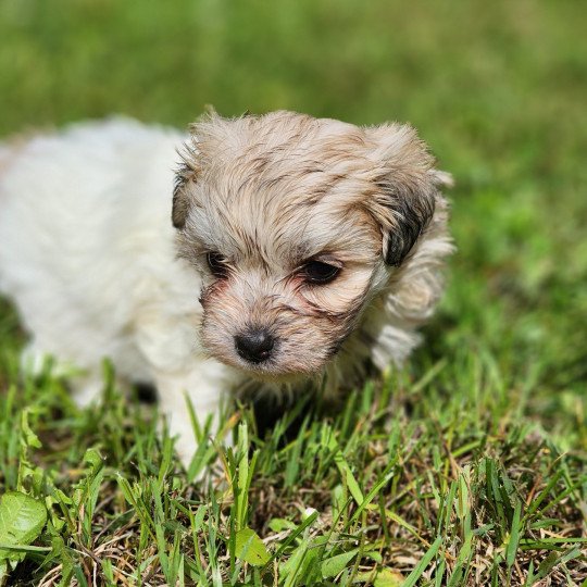 Aloha du royaume des p'tits loups Femelle Coton de tulear