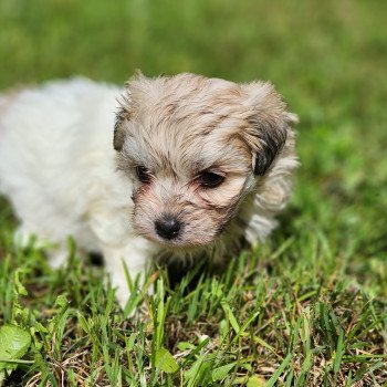 Aloha du royaume des p'tits loups Femelle Coton de tulear