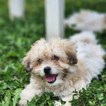 Aloha du royaume des p'tits loups Femelle Coton de tulear