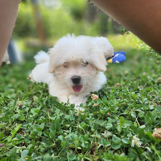 chiot Coton de tulear blc Alvin du royaume des p'tits loups Élevage du Royaume des P'tits Loups  