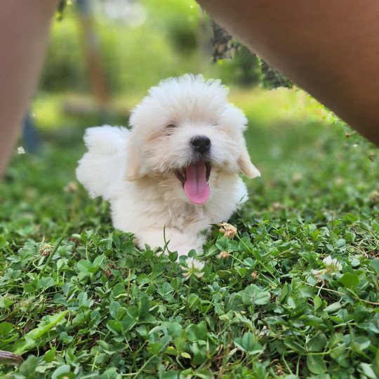 chiot Coton de tulear blc Alvin du royaume des p'tits loups Élevage du Royaume des P'tits Loups  